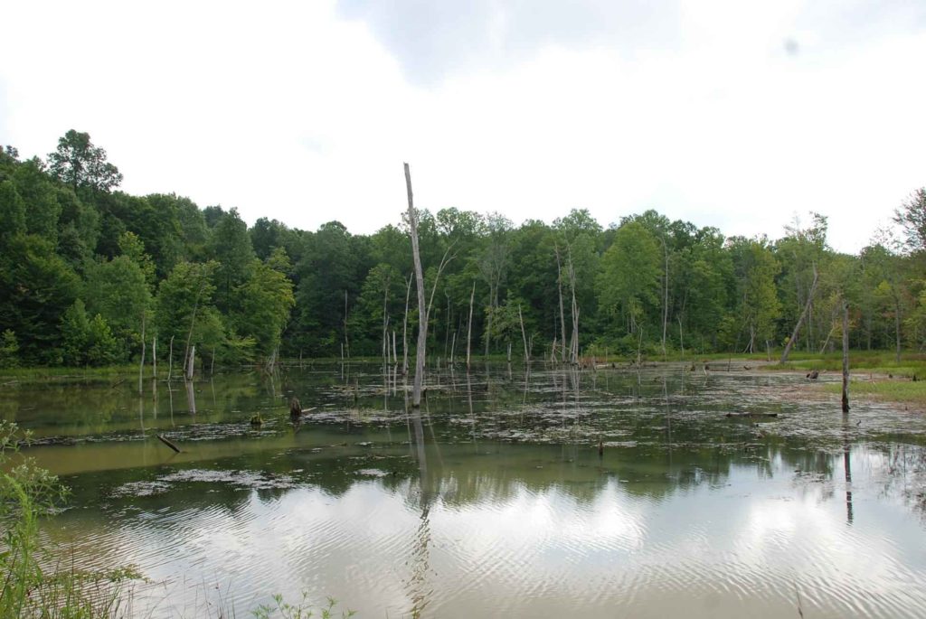 183 acres, Greene County IN - Illinois & Indiana Farm Real Estate